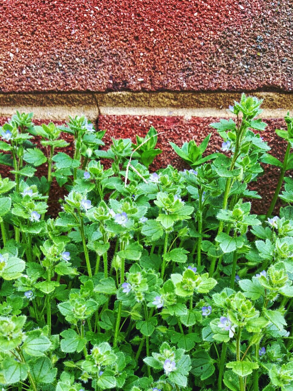 CLOSE-UP OF PLANTS