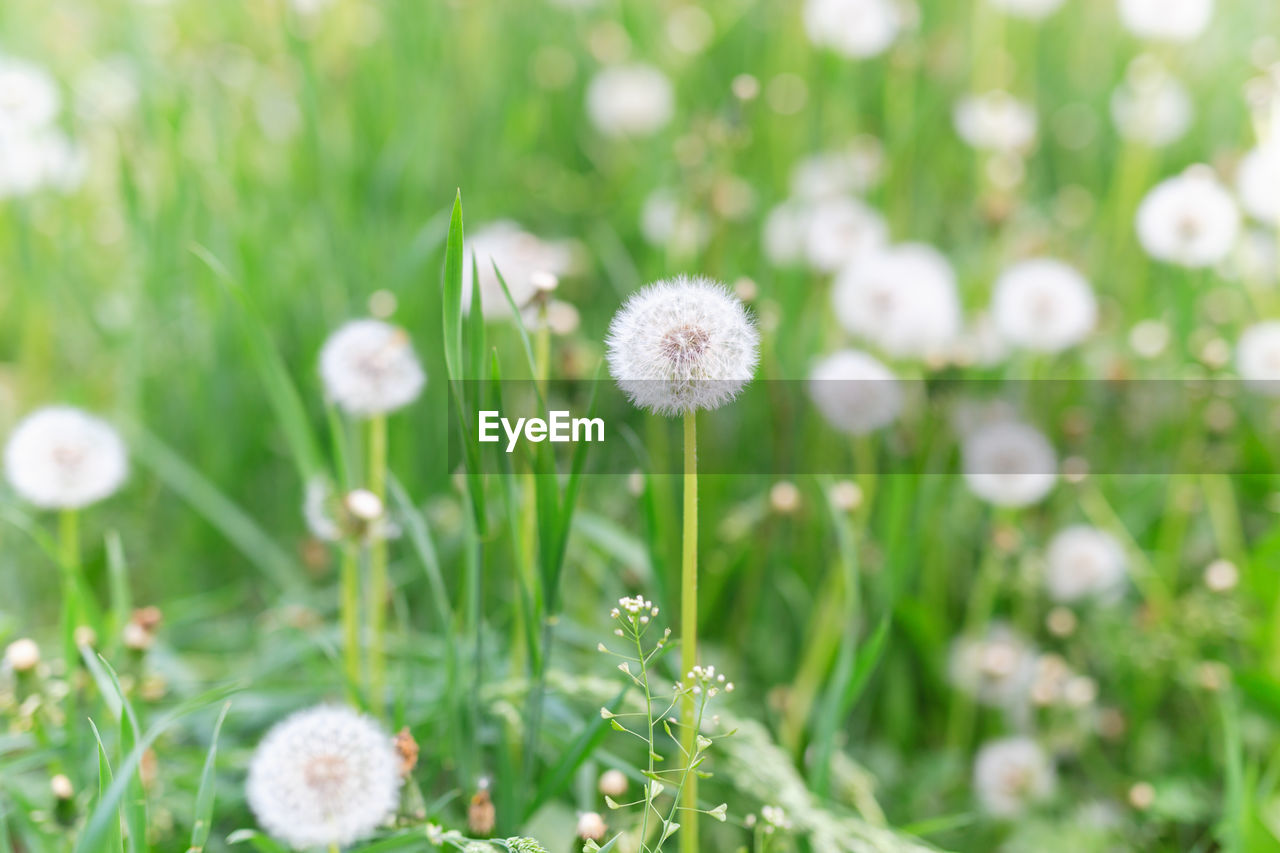 Close-up of white flower on field