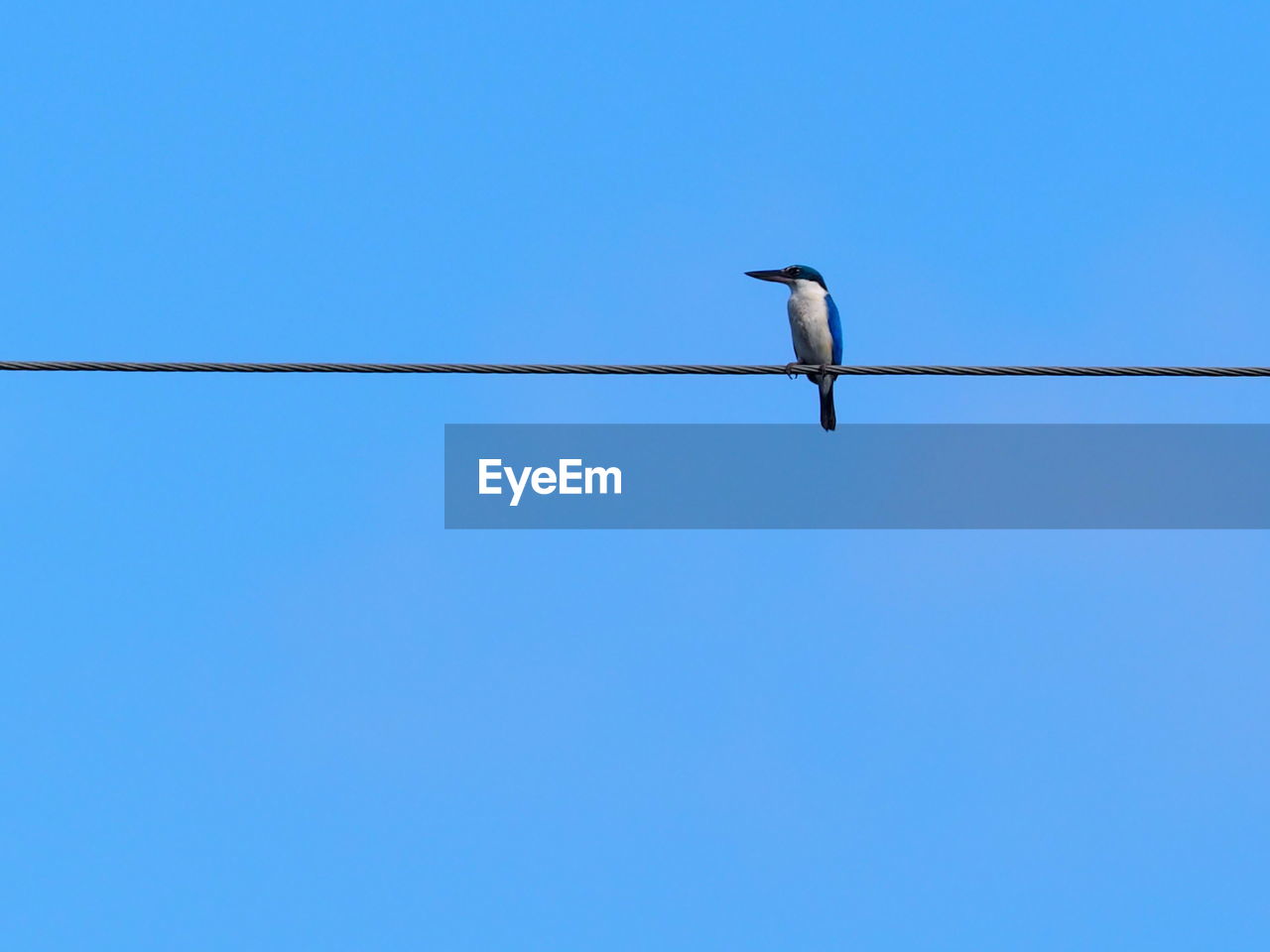 Low angle view of bird perching on cable against clear sky