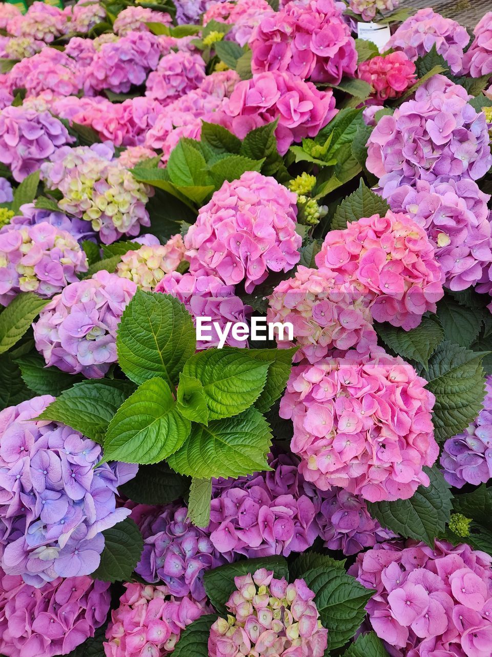 plant, flower, freshness, flowering plant, beauty in nature, pink, leaf, full frame, plant part, nature, growth, no people, high angle view, fragility, close-up, backgrounds, day, petal, flower head, inflorescence, directly above, hydrangea, outdoors, green, abundance, botany