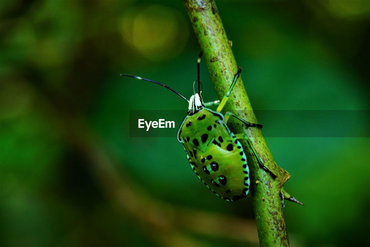 Macrophotography of insect on branch