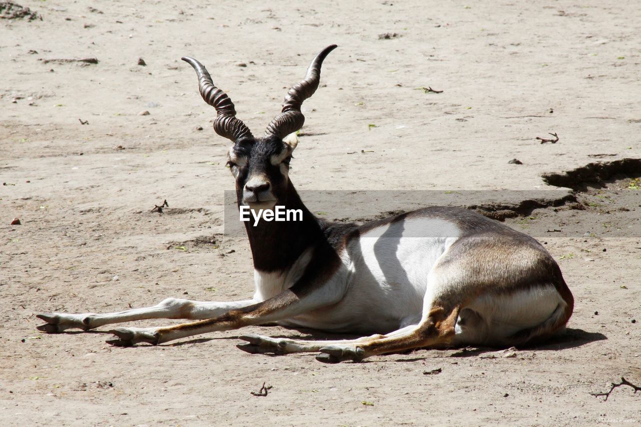 Portrait of antelope lying on ground