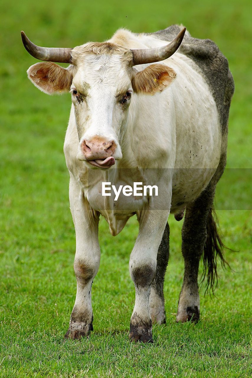 Close-up of cow on grass