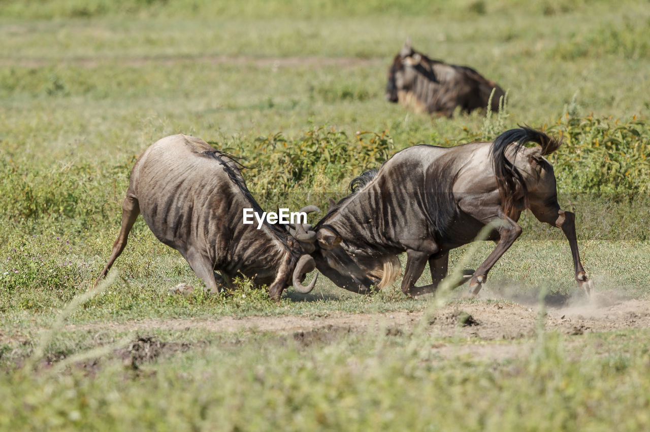 Wildebeests on field