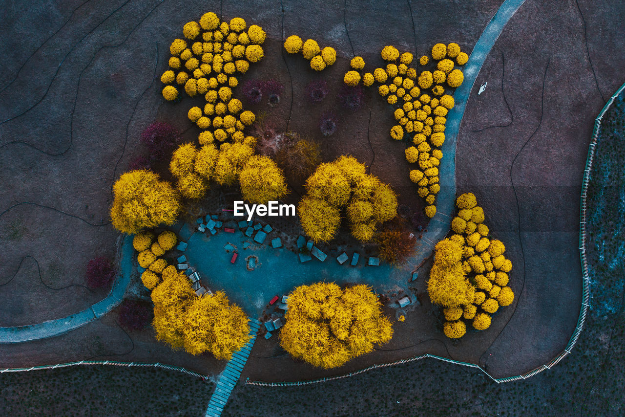 HIGH ANGLE VIEW OF YELLOW BUTTERFLY ON PLANT