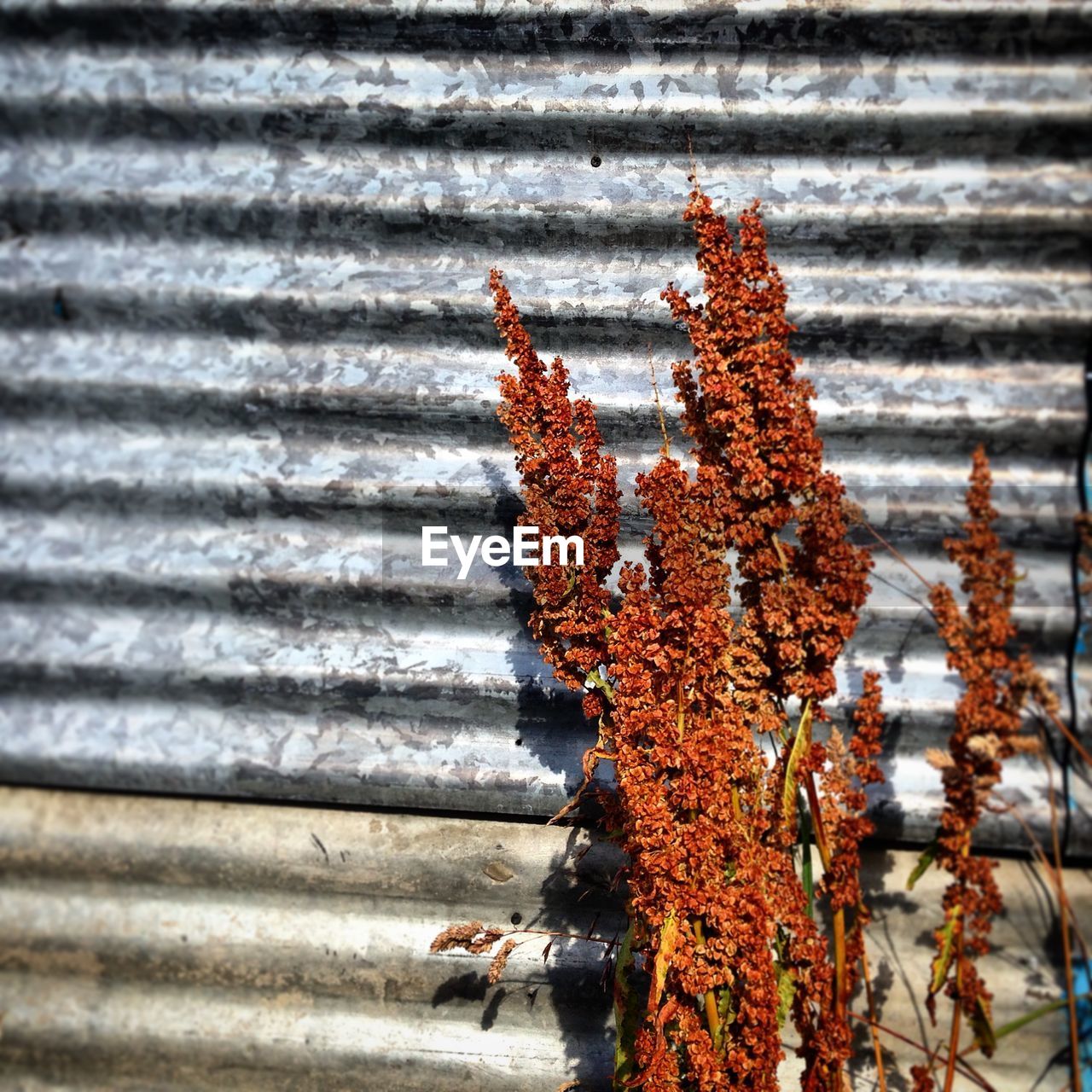 Plant growing by corrugated iron