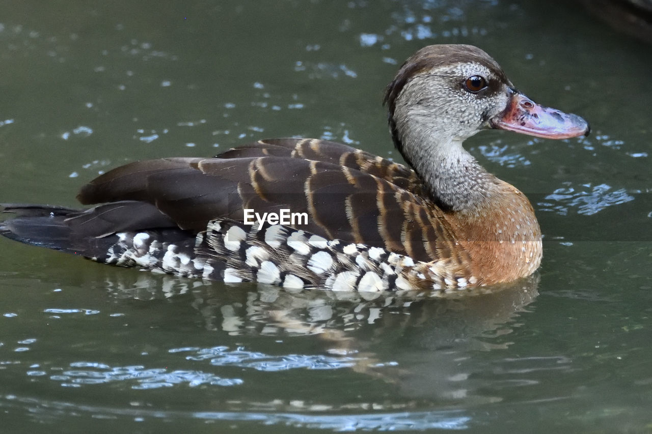 DUCK SWIMMING IN LAKE