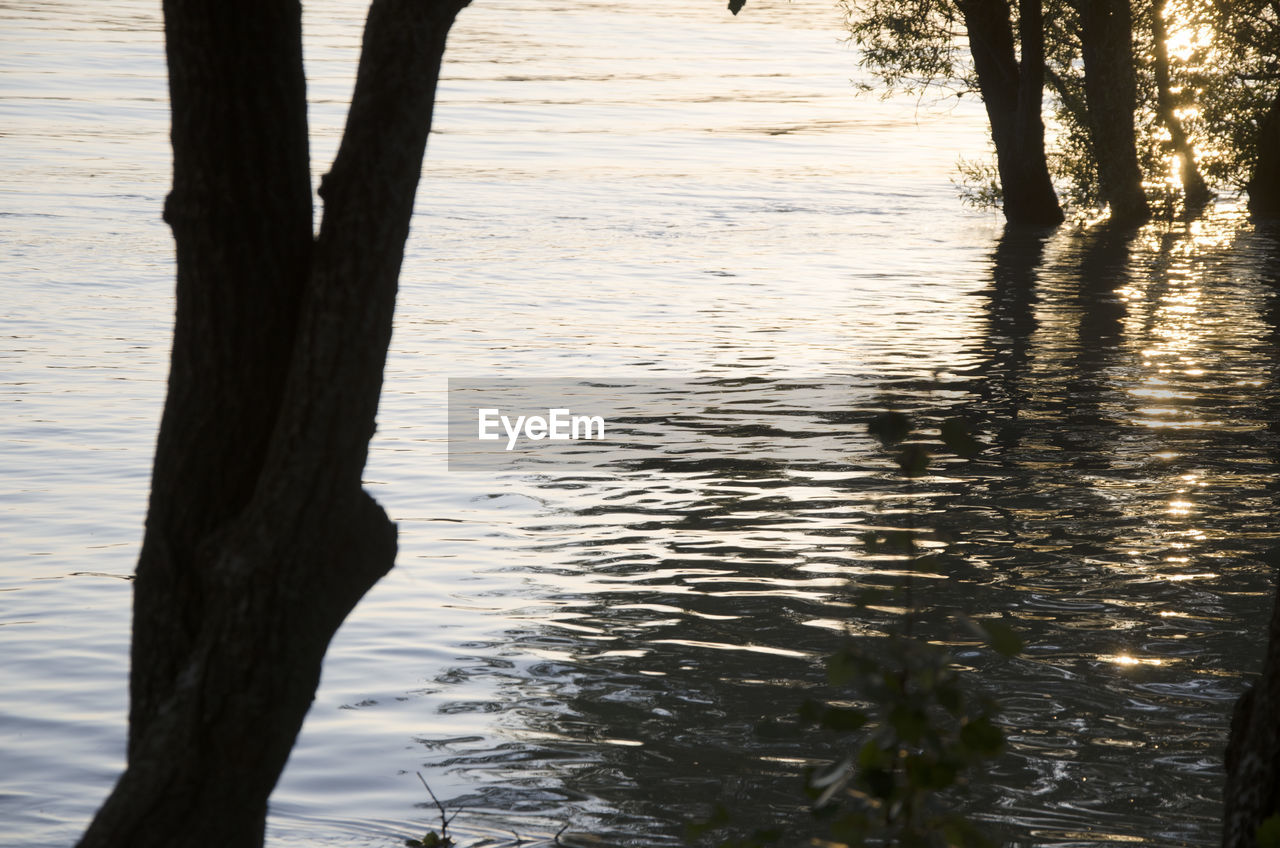 TREES GROWING BY LAKE