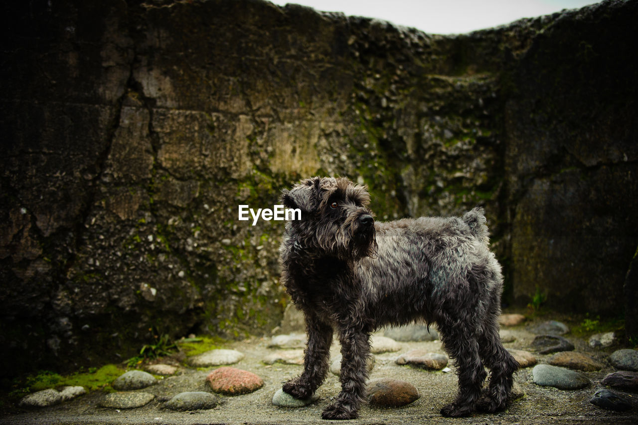 Schnauzer standing by stone wall