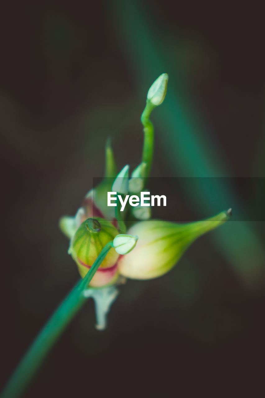 Close-up of flowering plant