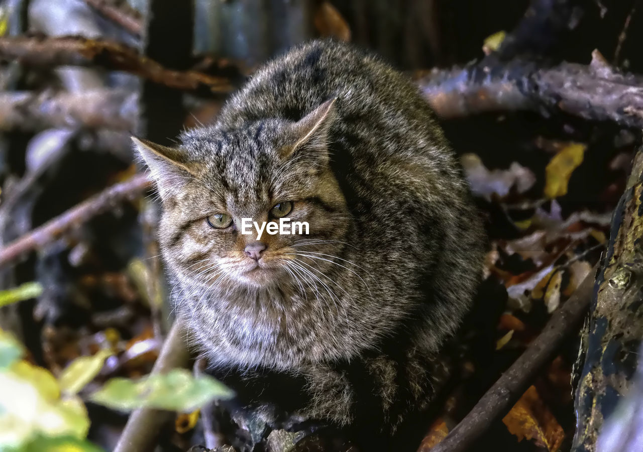 Close-up portrait of a european wild cat