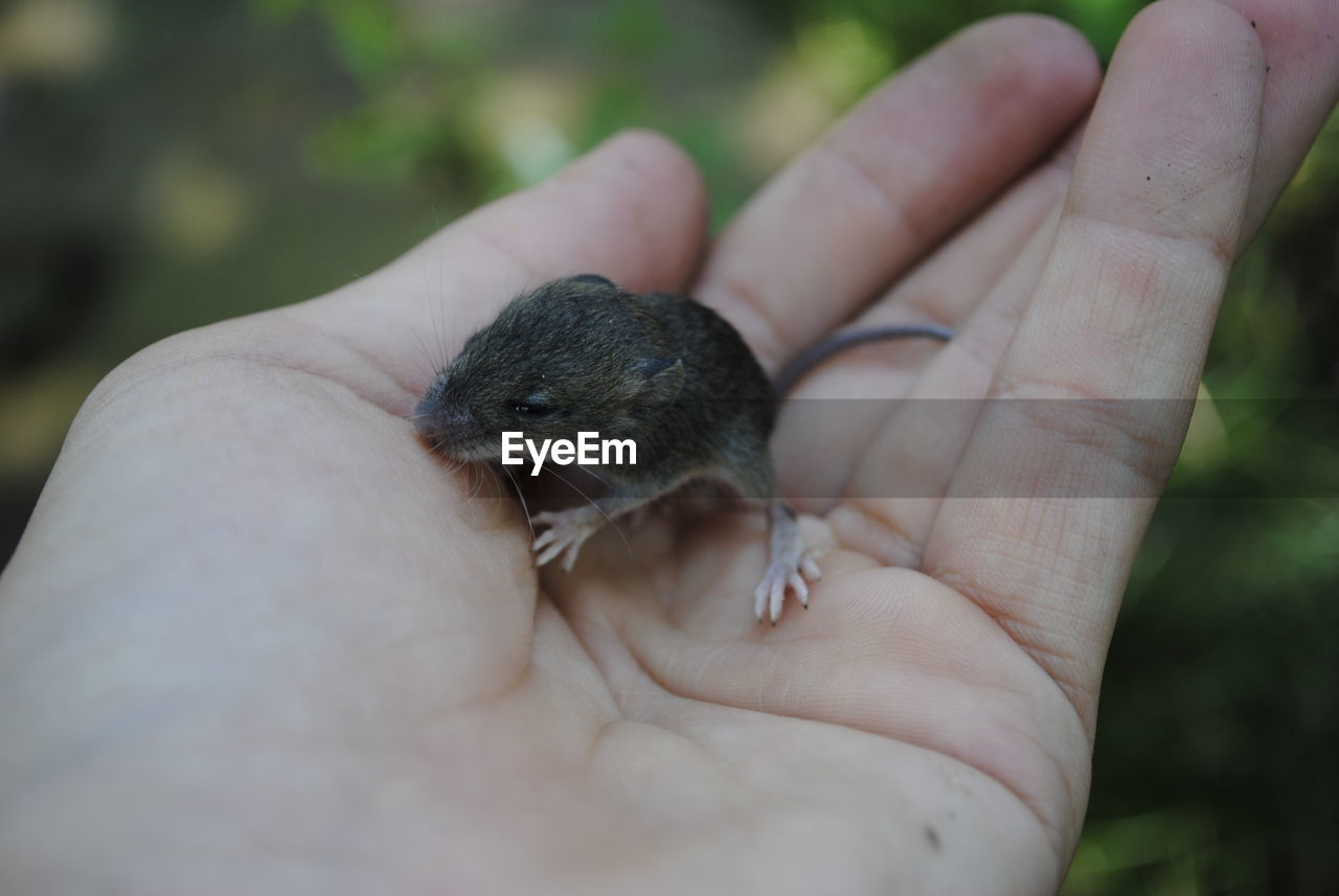 Cropped hand of person holding rodent