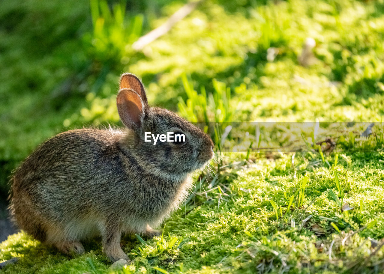 Close-up of a rabbit on field