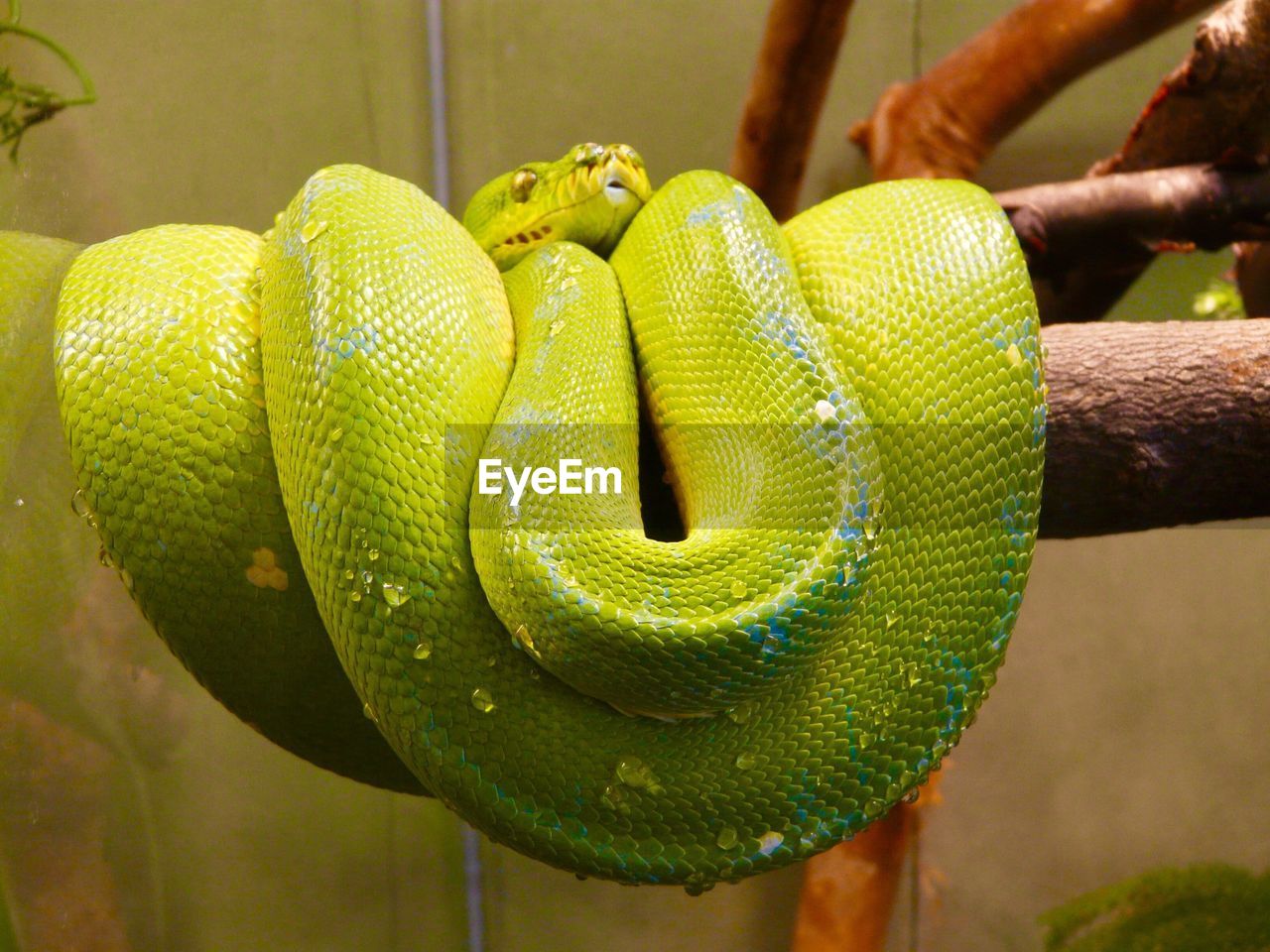 Close-up of green snake