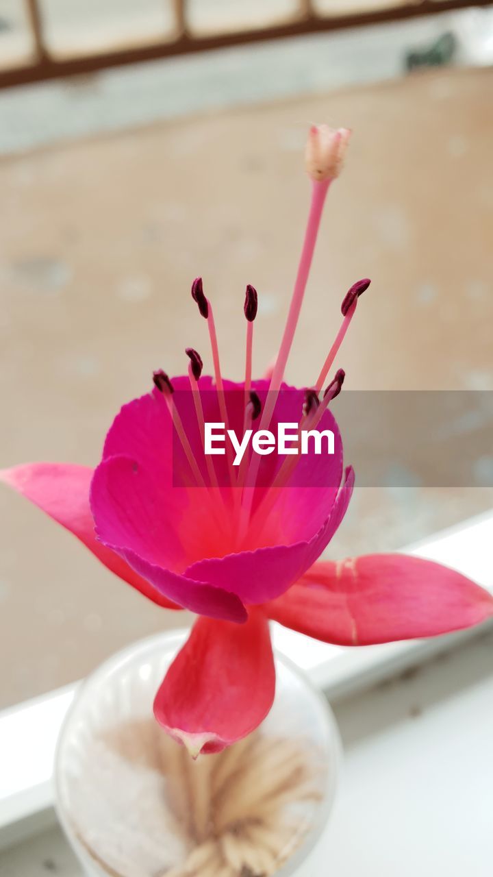 CLOSE-UP OF PINK FLOWER WITH RED PETALS