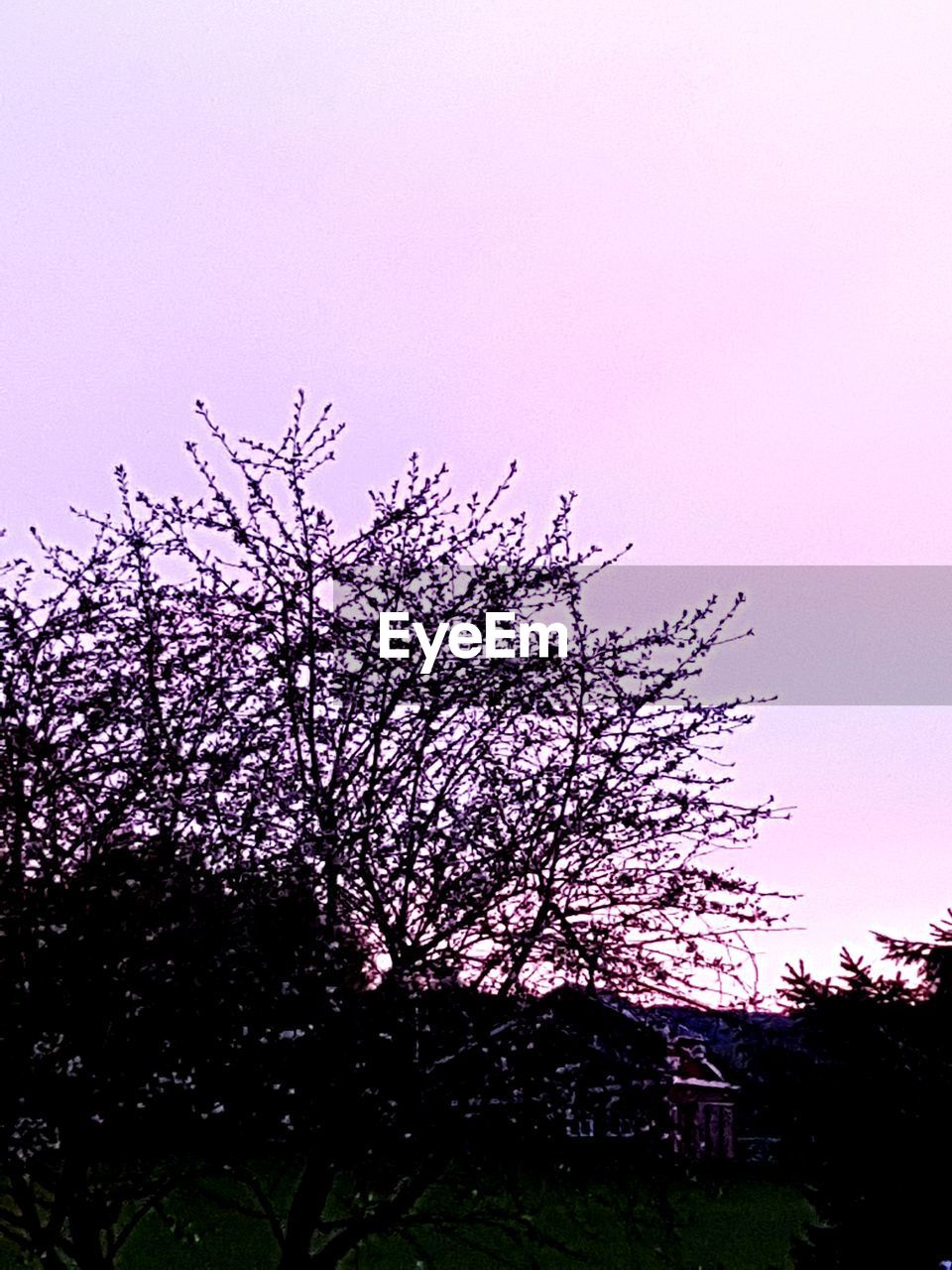 LOW ANGLE VIEW OF PINK FLOWER TREE AGAINST SKY