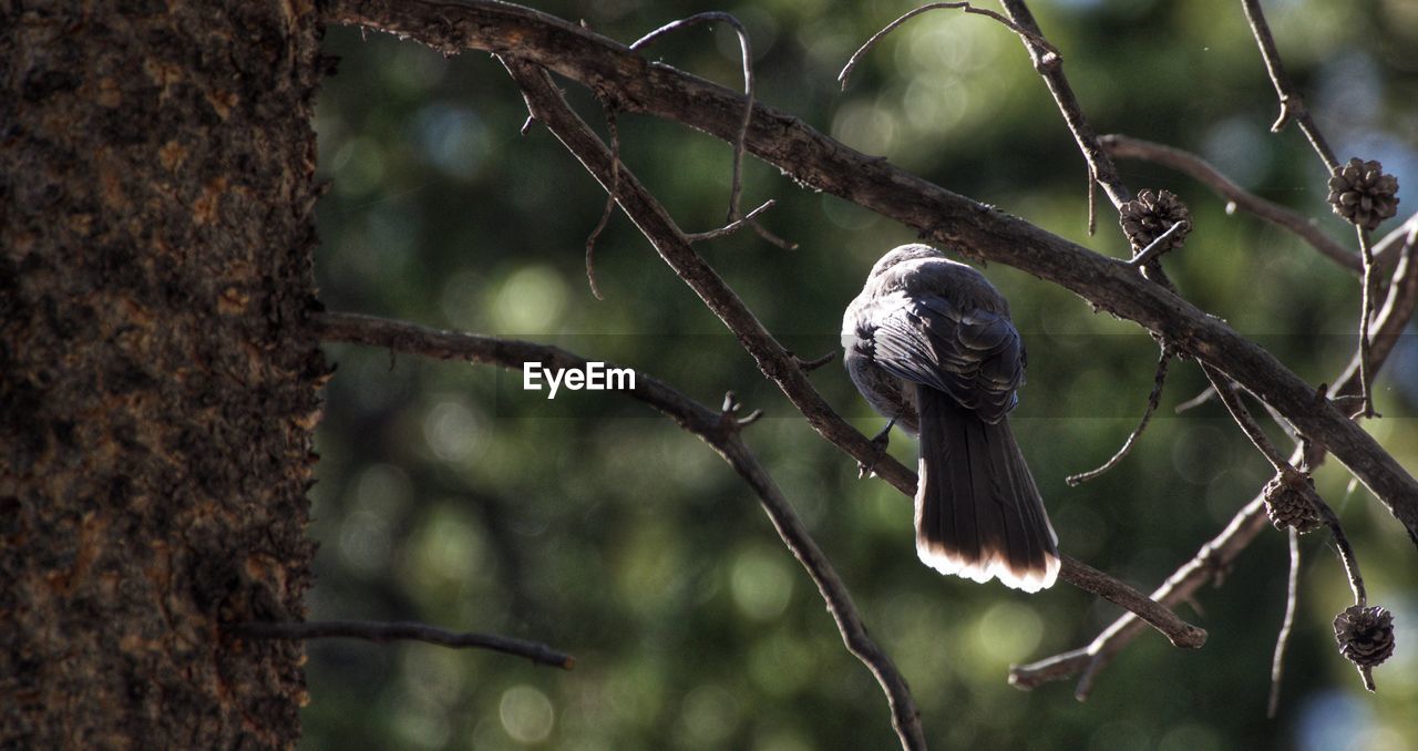 LOW ANGLE VIEW OF BIRD PERCHING ON TREE BRANCH