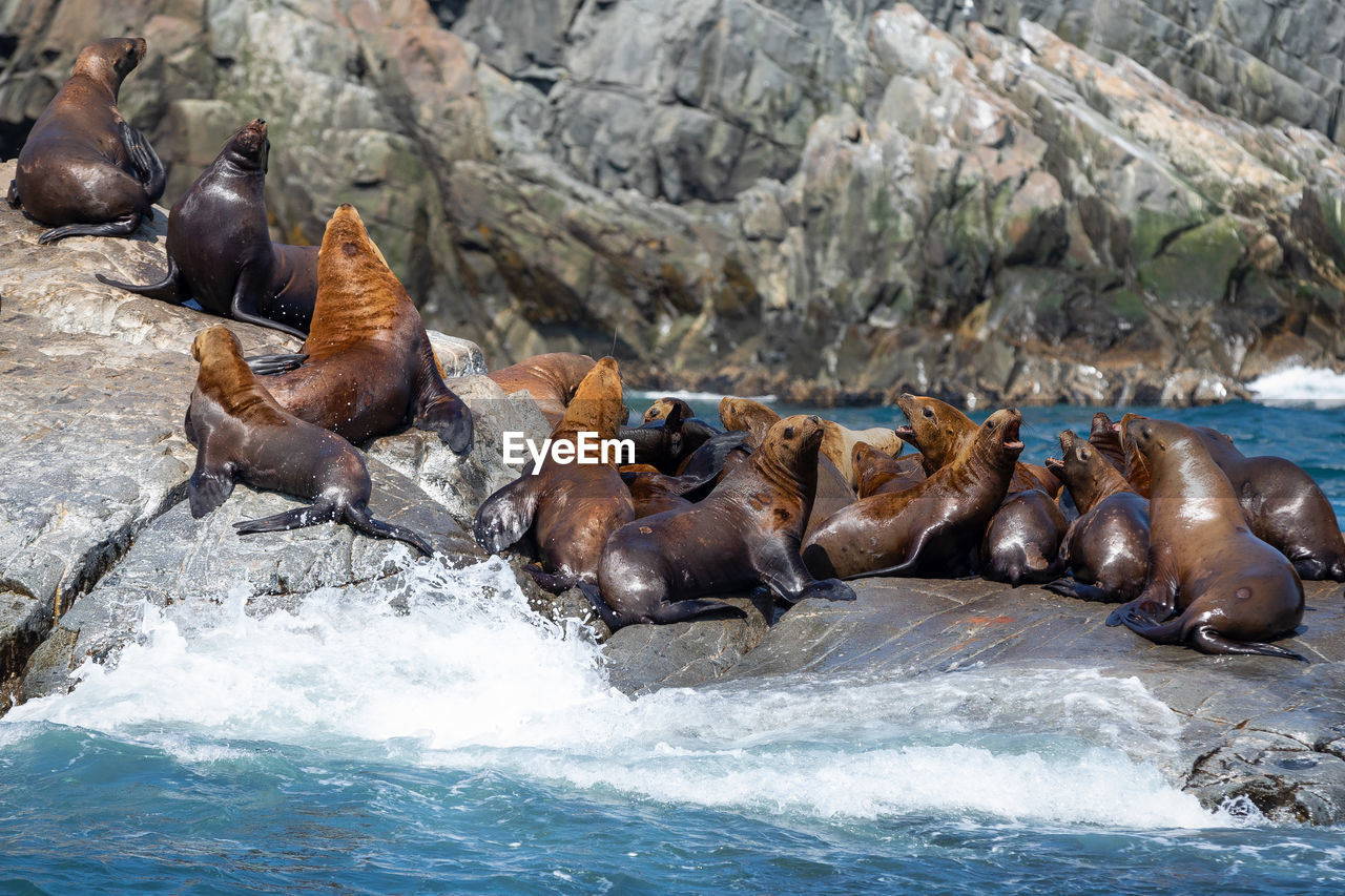 animal themes, sea lion, animal, wildlife, animal wildlife, mammal, water, seal, group of animals, sea, nature, large group of animals, marine mammal, no people, rock, outdoors, underwater, aquatic mammal, sea life, beauty in nature, relaxation, day, marine, land, travel destinations, beach, herd