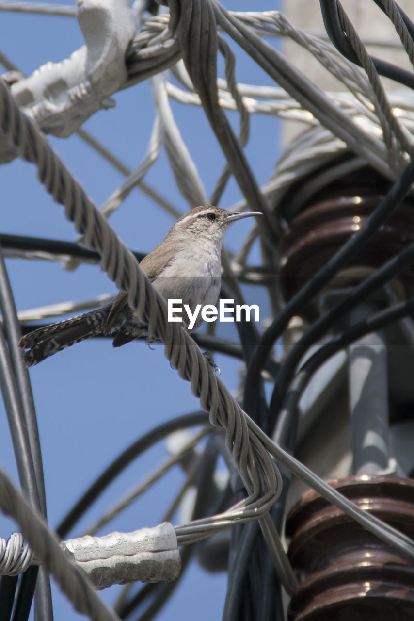 LOW ANGLE VIEW OF BIRDS PERCHING ON METAL