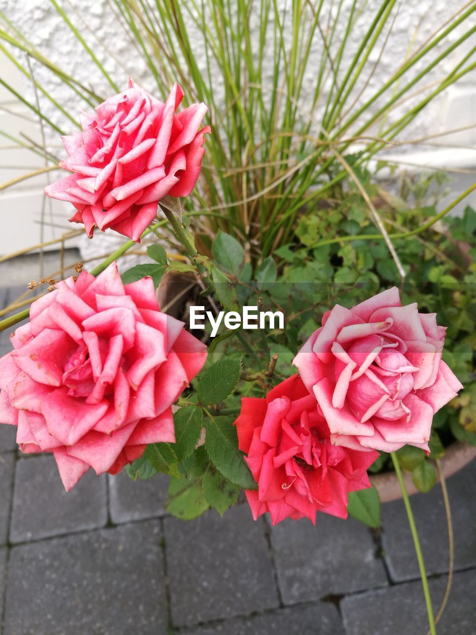 PINK FLOWERS BLOOMING OUTDOORS