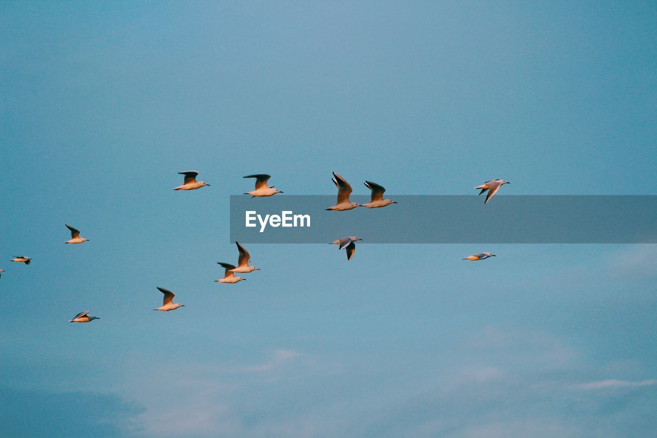 Low angle view of birds flying in the sky