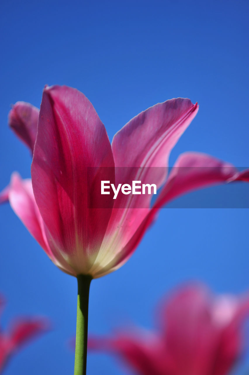 Close-up of pink flowers