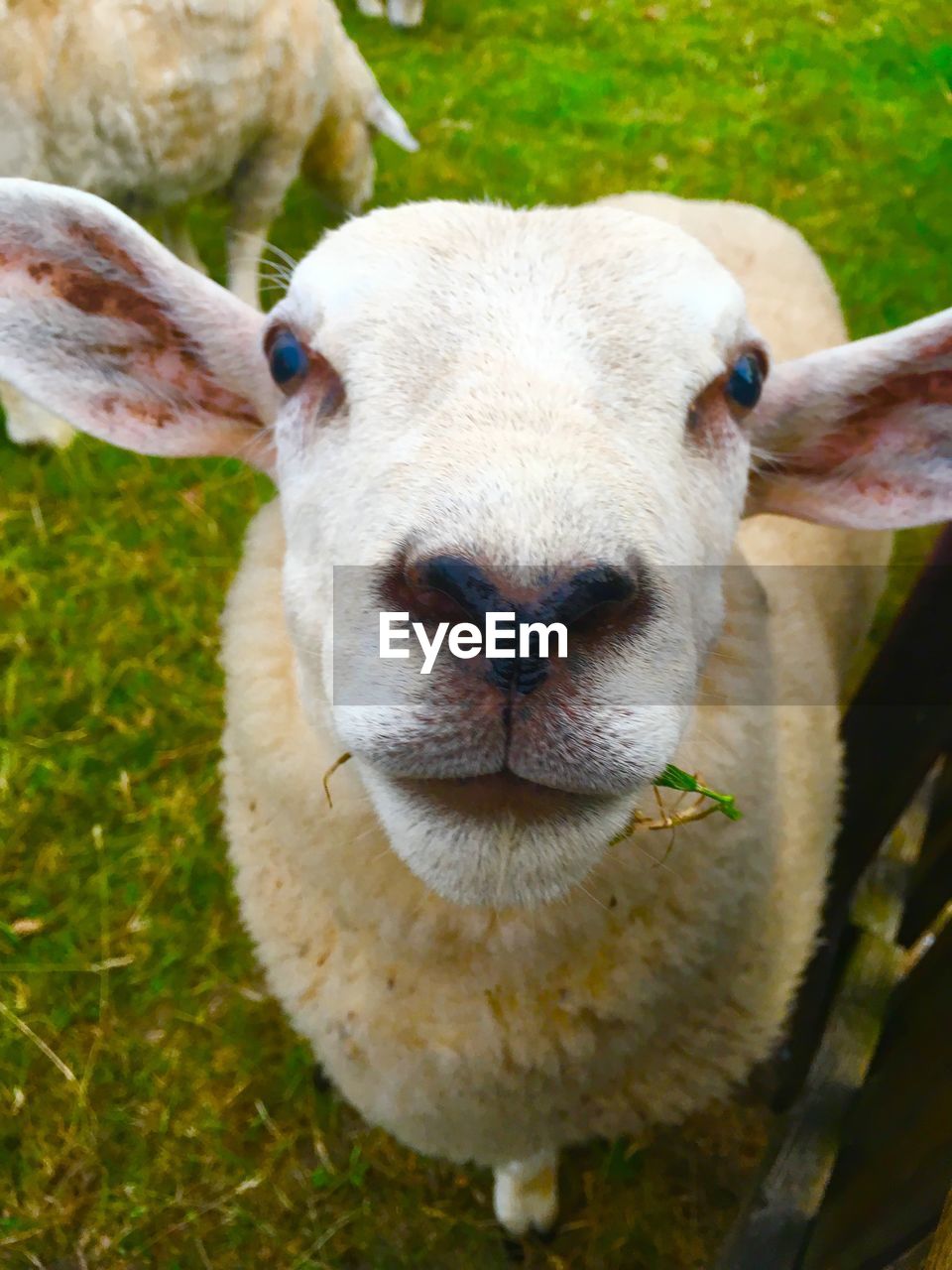 CLOSE-UP PORTRAIT OF A SHEEP ON FIELD