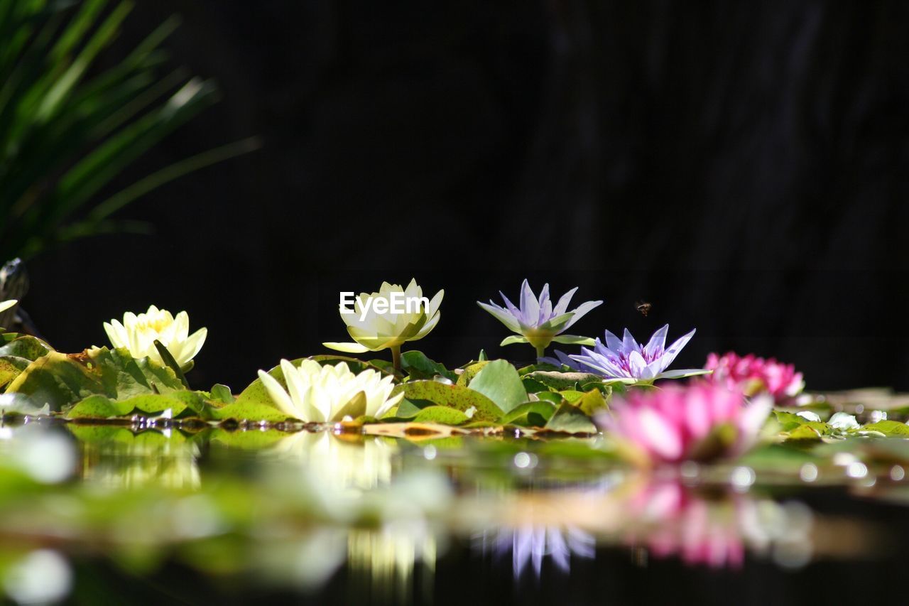 CLOSE-UP OF PURPLE FLOWERING PLANT FLOATING ON WATER