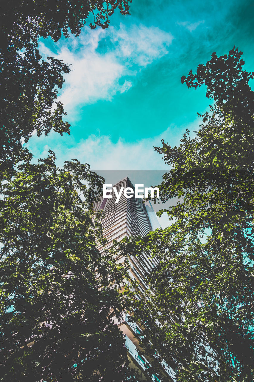 LOW ANGLE VIEW OF TREES AGAINST SKY