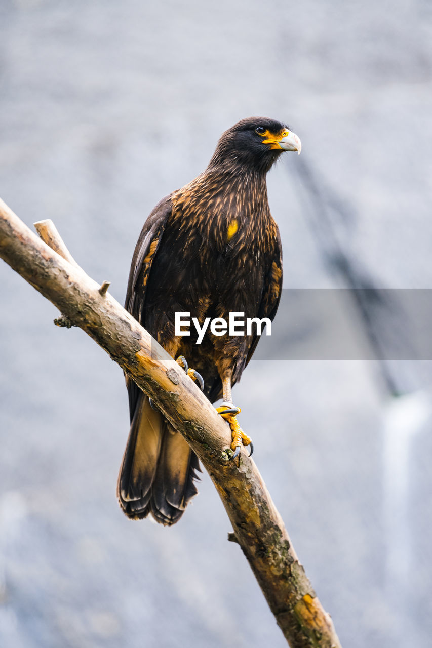 Portrait of a golden eagle on a branch