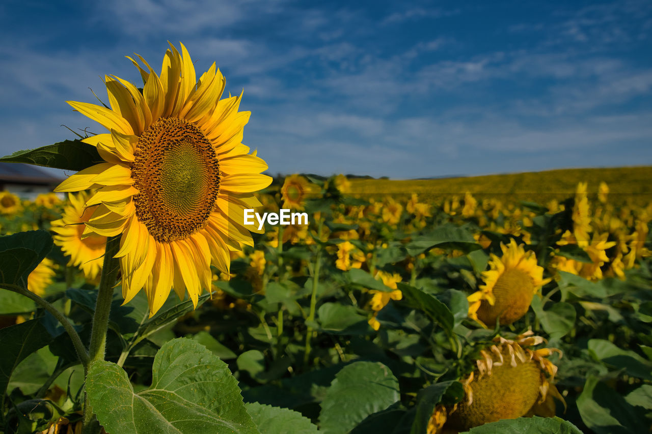 sunflower, plant, flower, field, flowering plant, sky, yellow, freshness, landscape, beauty in nature, nature, flower head, growth, rural scene, cloud, land, agriculture, environment, inflorescence, leaf, plant part, petal, sunflower seed, crop, farm, no people, fragility, scenics - nature, summer, vibrant color, outdoors, springtime, sunlight, horizon over land, blue, food, horizon, day, food and drink, blossom, abundance, travel, botany, green, close-up, travel destinations, non-urban scene, tranquility, urban skyline