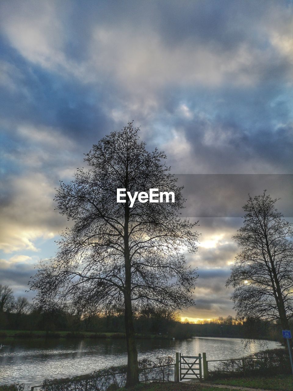 BARE TREES ON FIELD AGAINST SKY