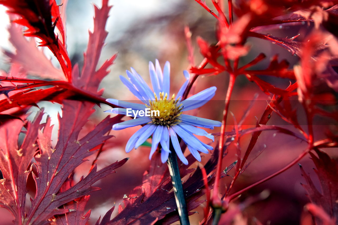 CLOSE-UP OF FLOWERING PLANT