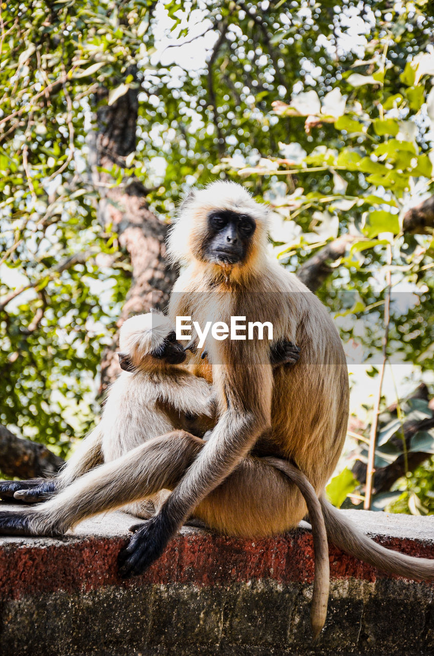 Monkey sitting on a large rock and feeding his child