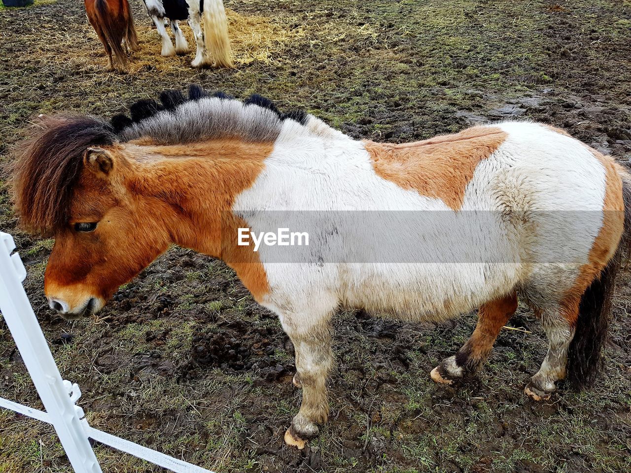 High angle view of horse in ranch