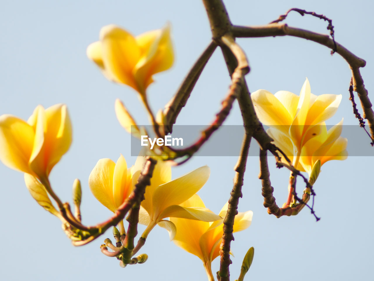 yellow, plant, flower, flowering plant, beauty in nature, freshness, nature, petal, growth, branch, fragility, close-up, no people, macro photography, blossom, flower head, tree, inflorescence, spring, springtime, sky, focus on foreground, outdoors, produce, day, fruit, plant stem, low angle view