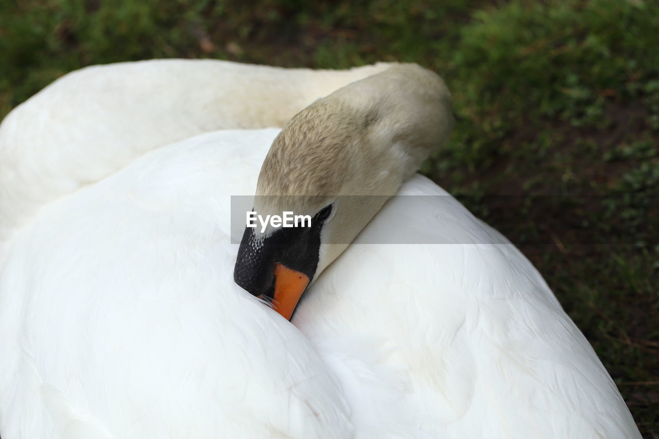 Close up of nesting female swan resting with beak under its wing