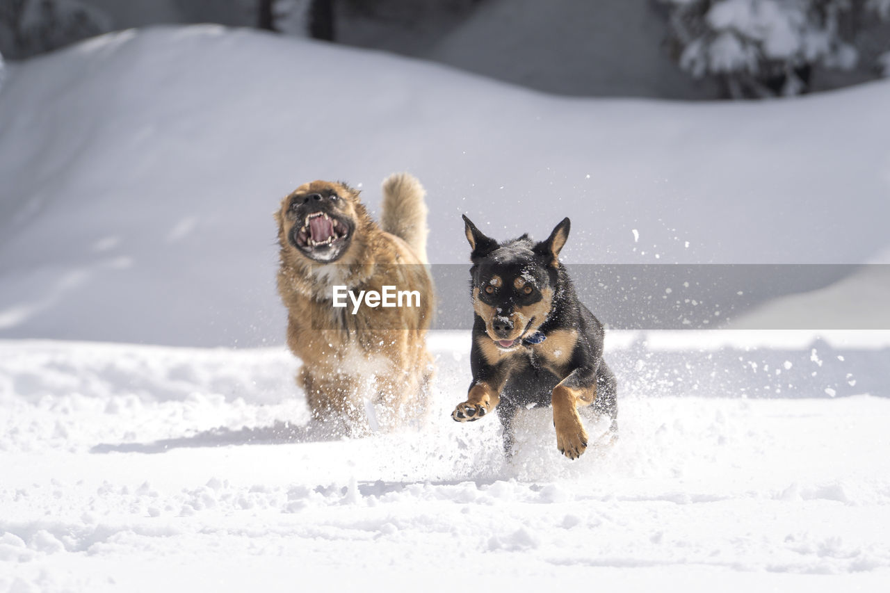 DOGS RUNNING ON SNOW
