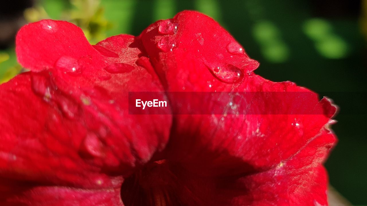 CLOSE-UP OF WET RED HIBISCUS