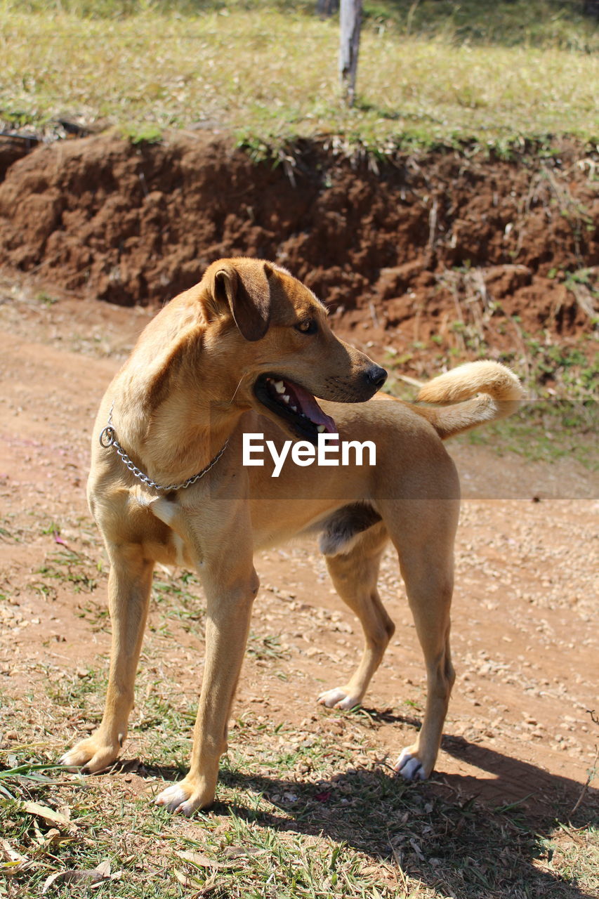 View of dog standing on field