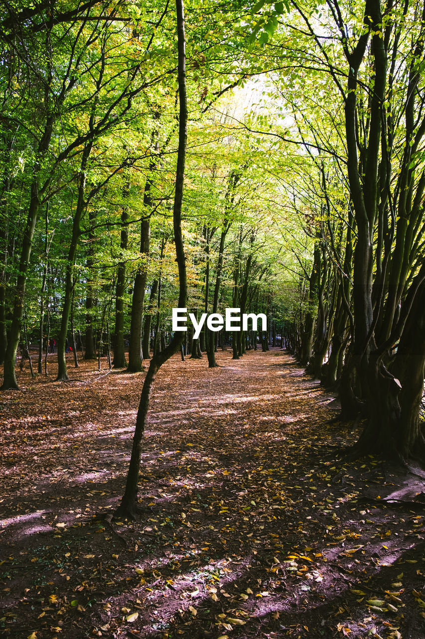 Footpath amidst trees in forest