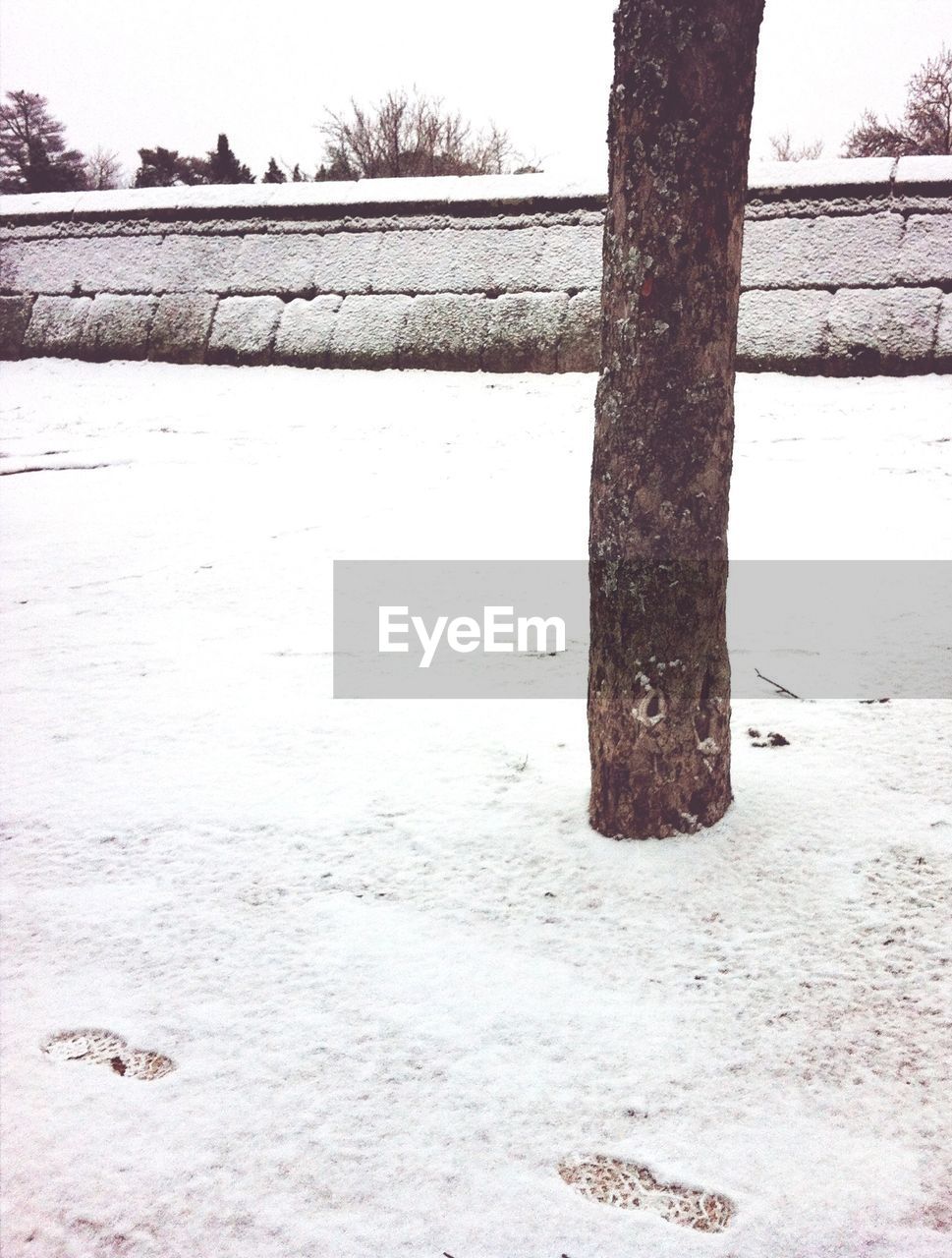 Cropped image of tree on snowy landscape