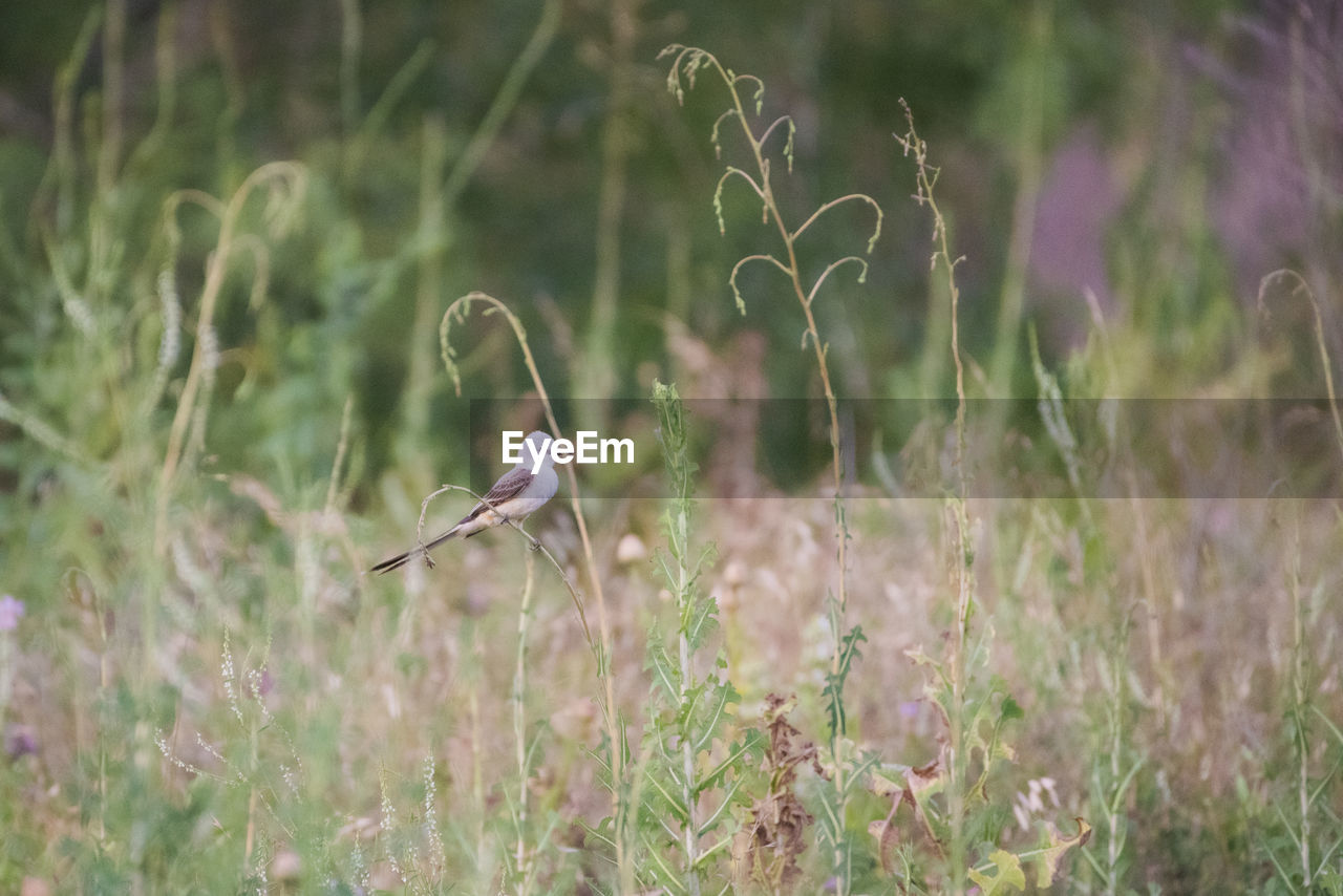 VIEW OF BIRD FLYING OVER THE FIELD