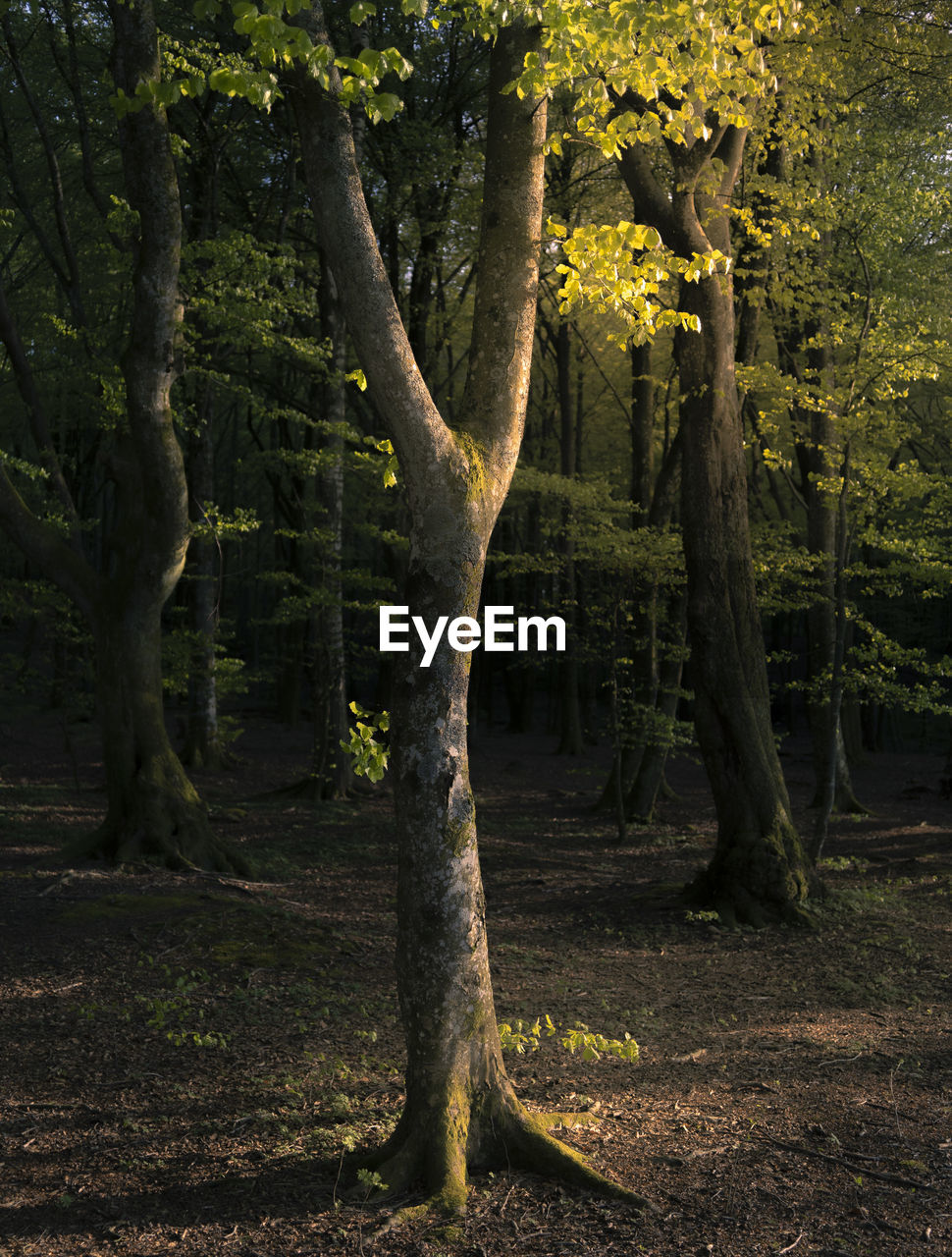 VIEW OF TREES IN FOREST