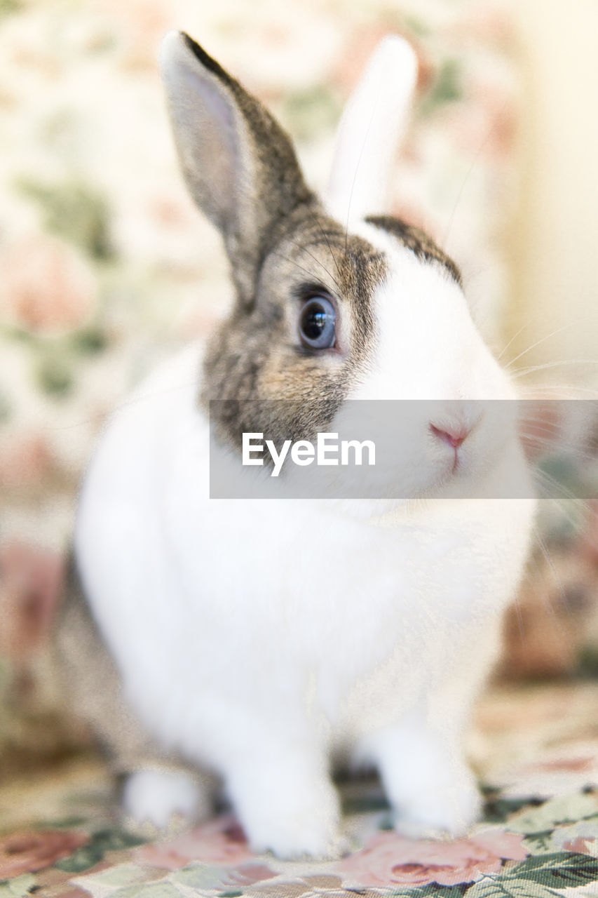 Rabbit on couch