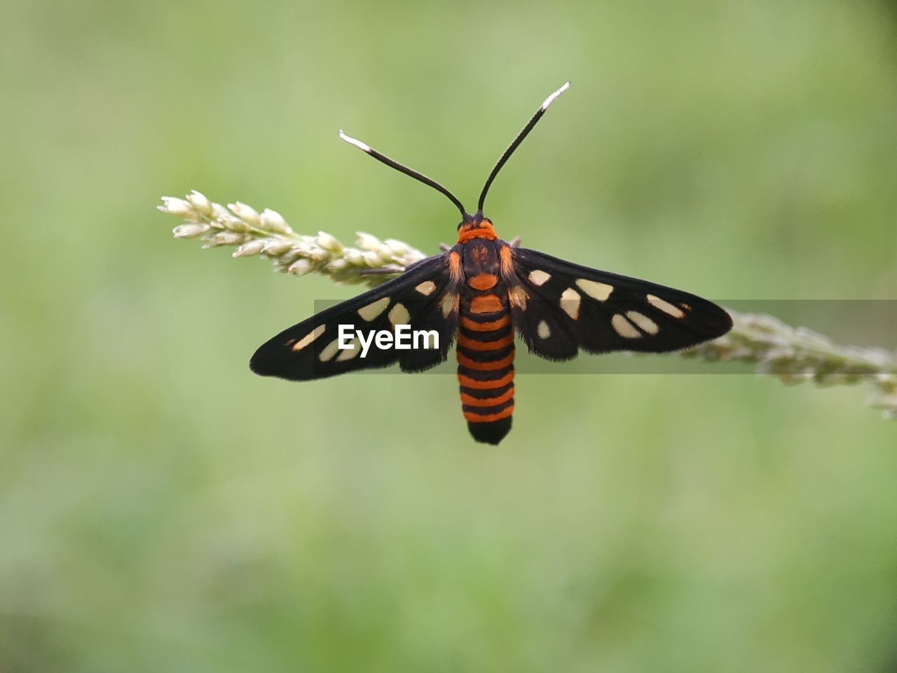 CLOSE-UP OF BUTTERFLY POLLINATING ON RED FLOWER