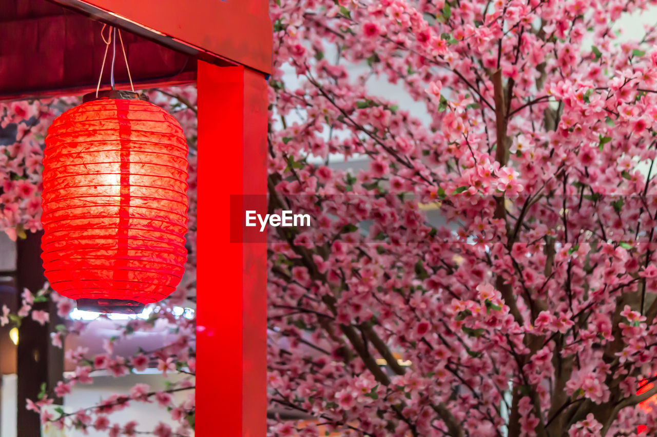 CLOSE-UP OF CHERRY BLOSSOM HANGING FROM TREE IN RED FLOWER