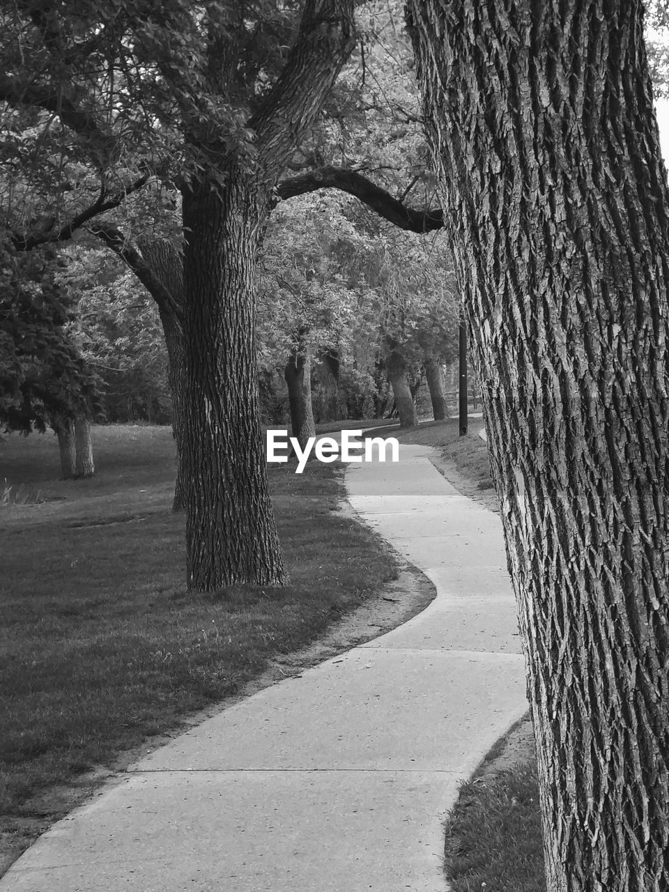 Empty footpath amidst trees at park