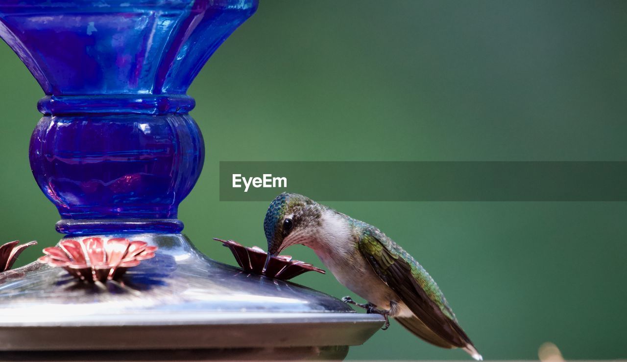 Close-up of bird perching on feeder