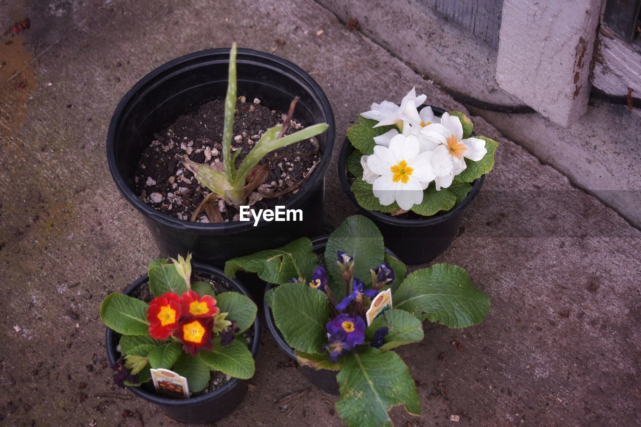 HIGH ANGLE VIEW OF POTTED PLANTS IN POT